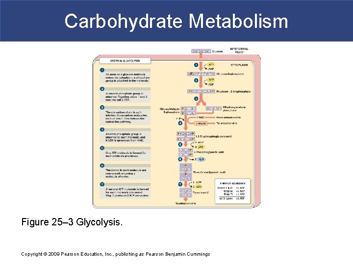 Carbohydrate Metabolism Figure 25– 3 Glycolysis. Copyright © 2009 Pearson Education, Inc. , publishing