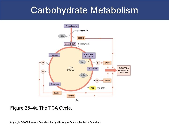 Carbohydrate Metabolism Figure 25– 4 a The TCA Cycle. Copyright © 2009 Pearson Education,