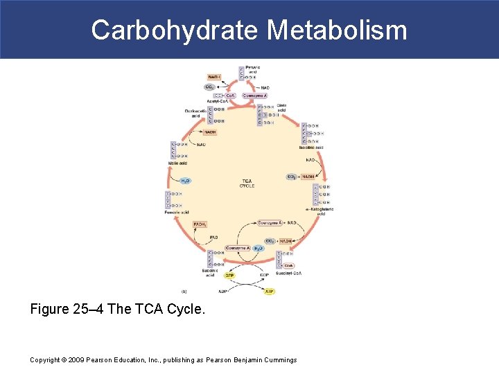 Carbohydrate Metabolism Figure 25– 4 The TCA Cycle. Copyright © 2009 Pearson Education, Inc.