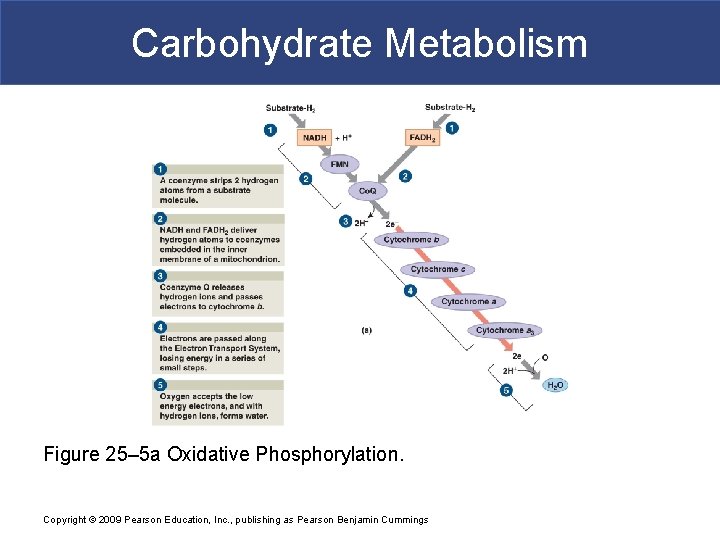 Carbohydrate Metabolism Figure 25– 5 a Oxidative Phosphorylation. Copyright © 2009 Pearson Education, Inc.