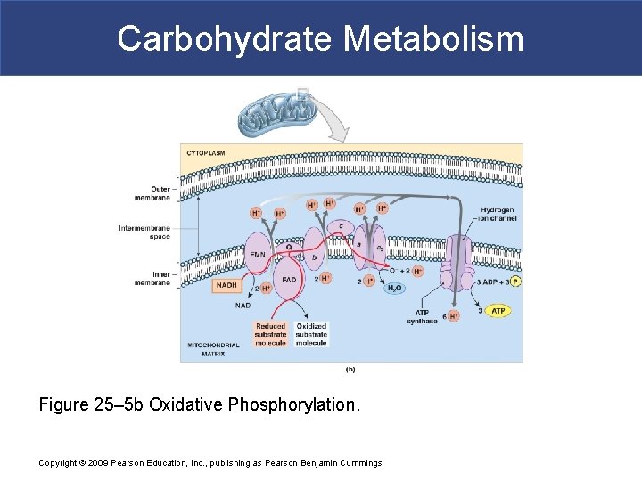 Carbohydrate Metabolism Figure 25– 5 b Oxidative Phosphorylation. Copyright © 2009 Pearson Education, Inc.