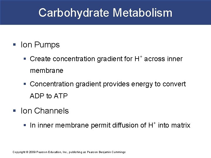 Carbohydrate Metabolism § Ion Pumps § Create concentration gradient for H+ across inner membrane