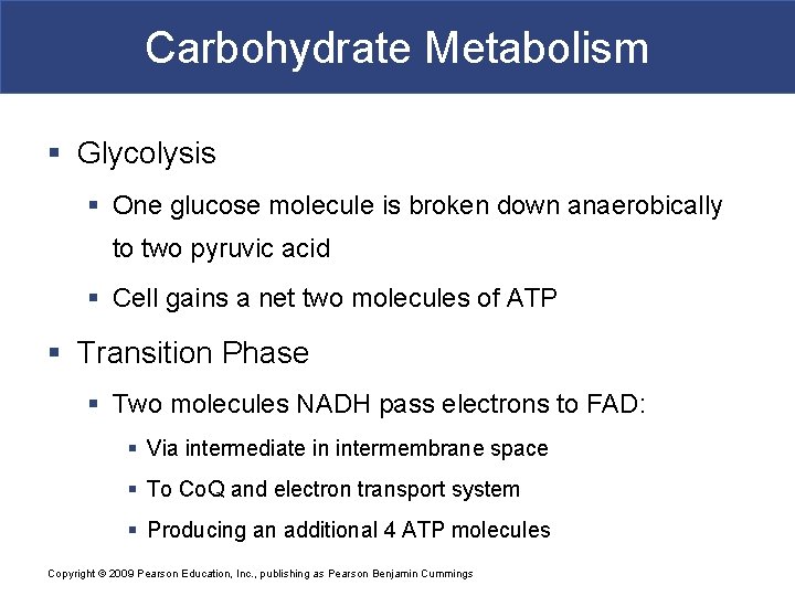 Carbohydrate Metabolism § Glycolysis § One glucose molecule is broken down anaerobically to two