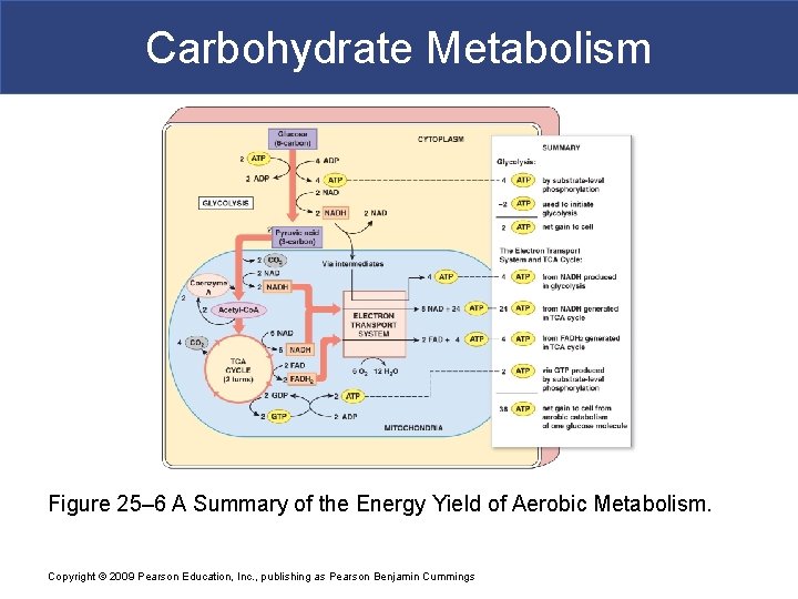 Carbohydrate Metabolism Figure 25– 6 A Summary of the Energy Yield of Aerobic Metabolism.