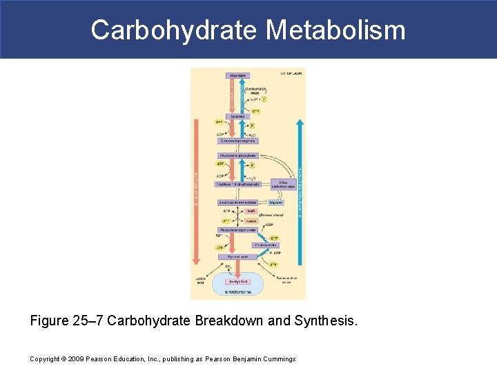 Carbohydrate Metabolism Figure 25– 7 Carbohydrate Breakdown and Synthesis. Copyright © 2009 Pearson Education,