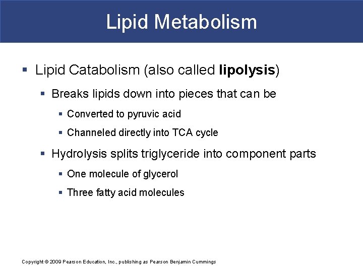 Lipid Metabolism § Lipid Catabolism (also called lipolysis) § Breaks lipids down into pieces