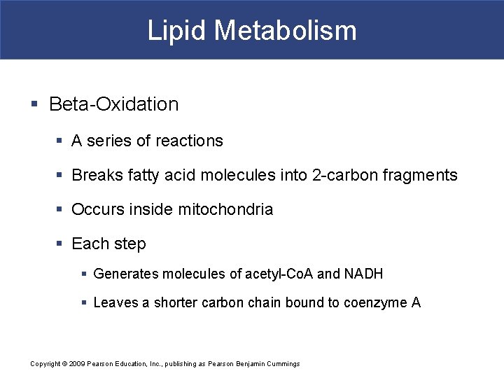 Lipid Metabolism § Beta-Oxidation § A series of reactions § Breaks fatty acid molecules