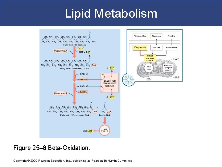 Lipid Metabolism Figure 25– 8 Beta-Oxidation. Copyright © 2009 Pearson Education, Inc. , publishing