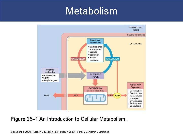 Metabolism Figure 25– 1 An Introduction to Cellular Metabolism. Copyright © 2009 Pearson Education,