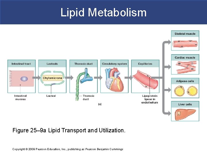 Lipid Metabolism Figure 25– 9 a Lipid Transport and Utilization. Copyright © 2009 Pearson