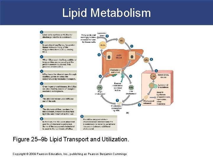 Lipid Metabolism Figure 25– 9 b Lipid Transport and Utilization. Copyright © 2009 Pearson