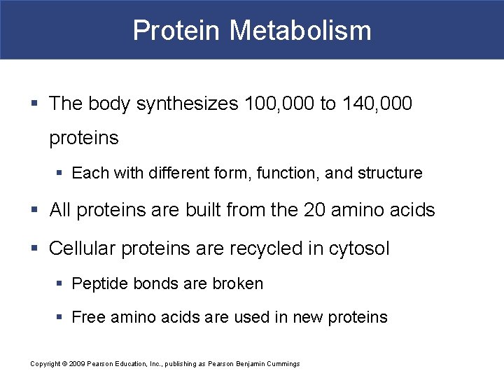 Protein Metabolism § The body synthesizes 100, 000 to 140, 000 proteins § Each
