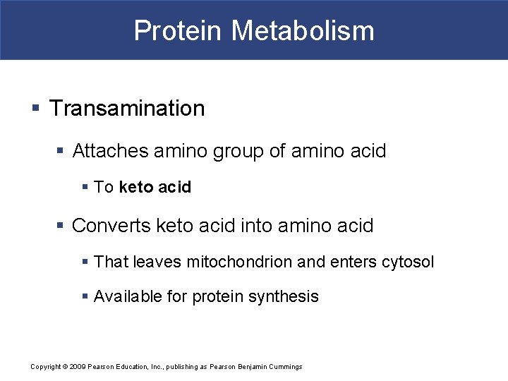 Protein Metabolism § Transamination § Attaches amino group of amino acid § To keto