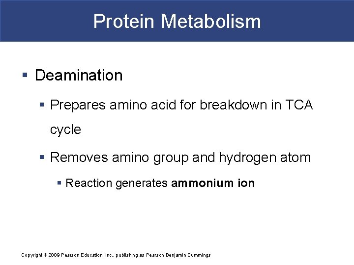 Protein Metabolism § Deamination § Prepares amino acid for breakdown in TCA cycle §