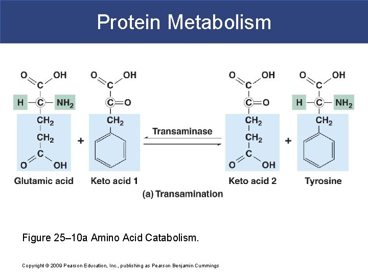Protein Metabolism Figure 25– 10 a Amino Acid Catabolism. Copyright © 2009 Pearson Education,