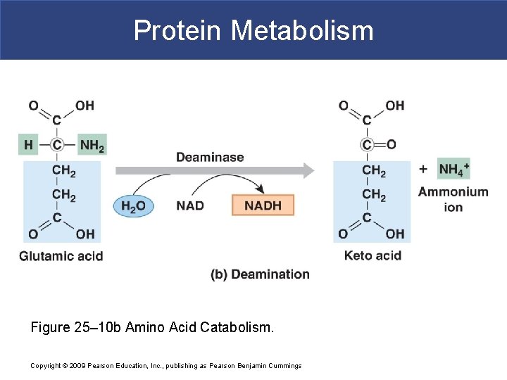 Protein Metabolism Figure 25– 10 b Amino Acid Catabolism. Copyright © 2009 Pearson Education,