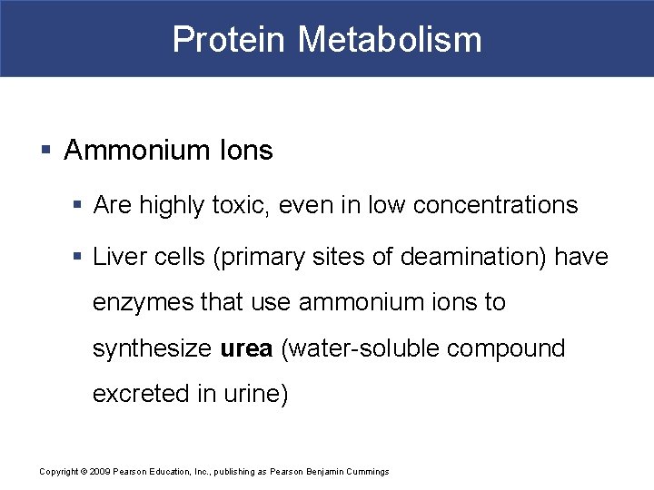 Protein Metabolism § Ammonium Ions § Are highly toxic, even in low concentrations §