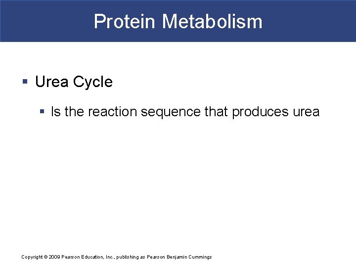 Protein Metabolism § Urea Cycle § Is the reaction sequence that produces urea Copyright
