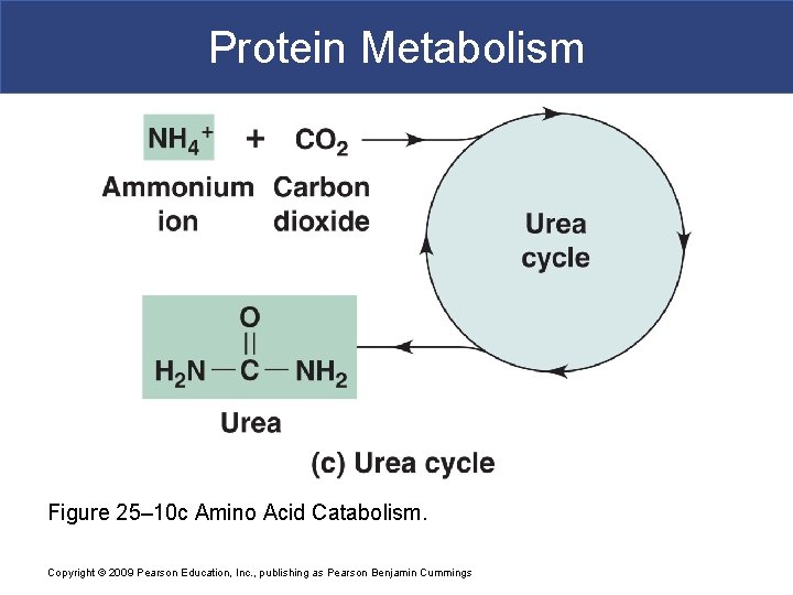 Protein Metabolism Figure 25– 10 c Amino Acid Catabolism. Copyright © 2009 Pearson Education,