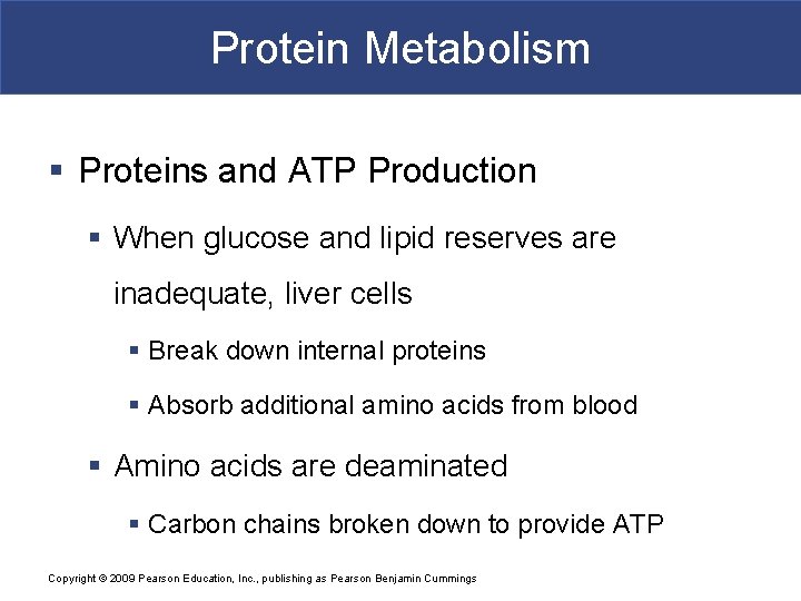 Protein Metabolism § Proteins and ATP Production § When glucose and lipid reserves are