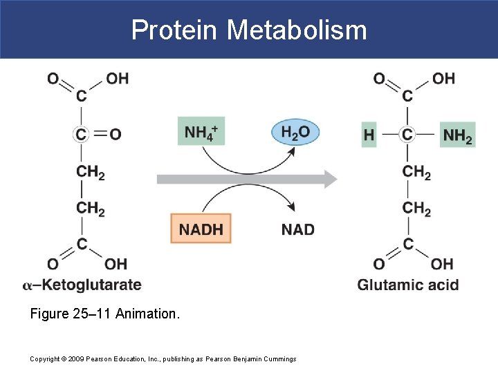 Protein Metabolism Figure 25– 11 Animation. Copyright © 2009 Pearson Education, Inc. , publishing