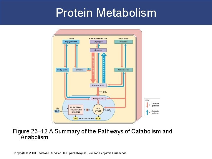 Protein Metabolism Figure 25– 12 A Summary of the Pathways of Catabolism and Anabolism.