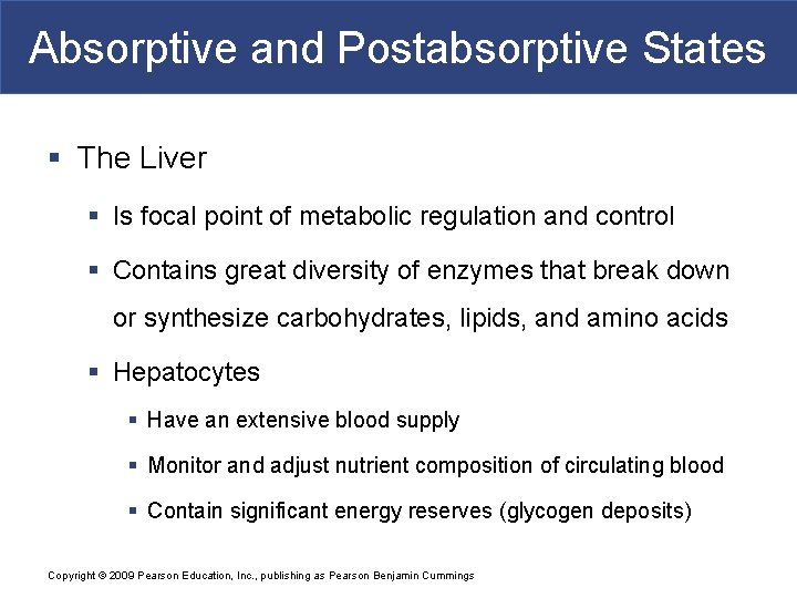 Absorptive and Postabsorptive States § The Liver § Is focal point of metabolic regulation