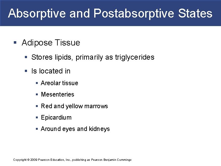 Absorptive and Postabsorptive States § Adipose Tissue § Stores lipids, primarily as triglycerides §