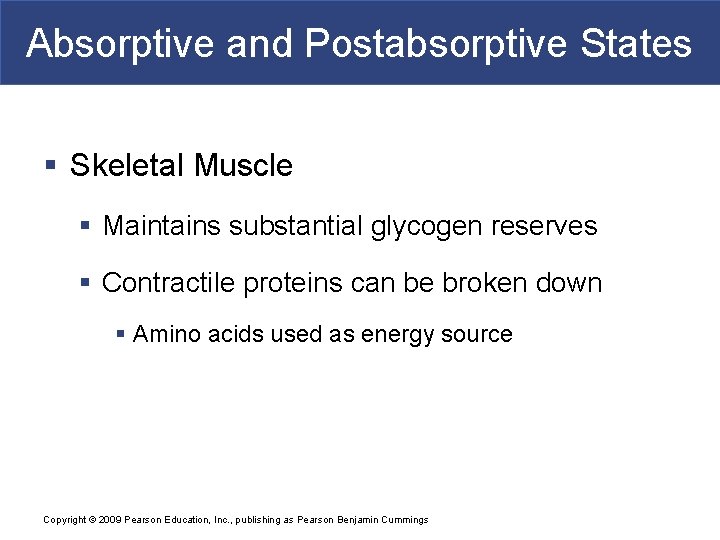 Absorptive and Postabsorptive States § Skeletal Muscle § Maintains substantial glycogen reserves § Contractile