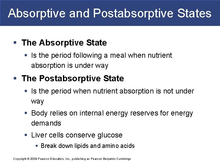 Absorptive and Postabsorptive States § The Absorptive State § Is the period following a