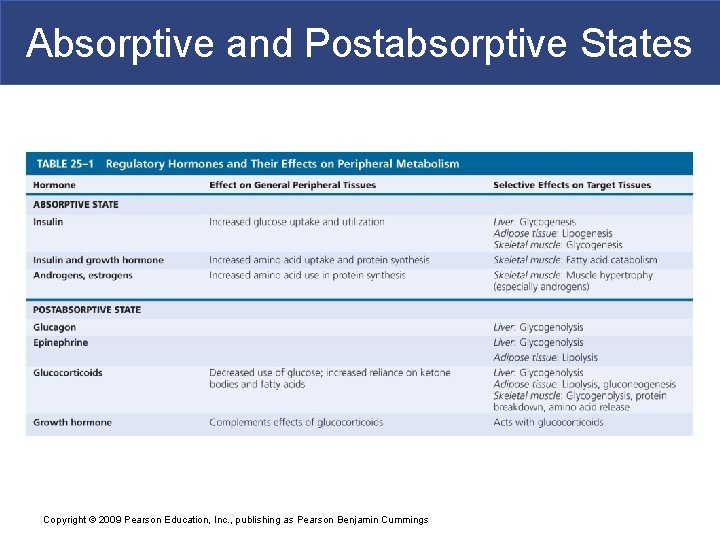 Absorptive and Postabsorptive States Copyright © 2009 Pearson Education, Inc. , publishing as Pearson