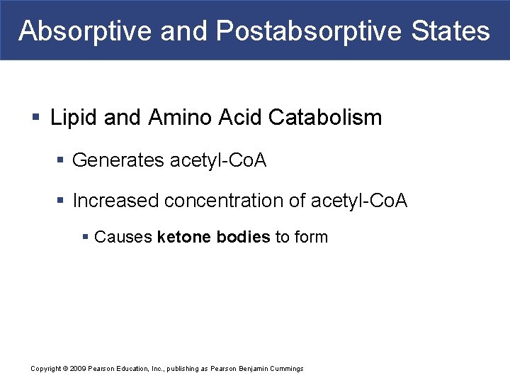 Absorptive and Postabsorptive States § Lipid and Amino Acid Catabolism § Generates acetyl-Co. A