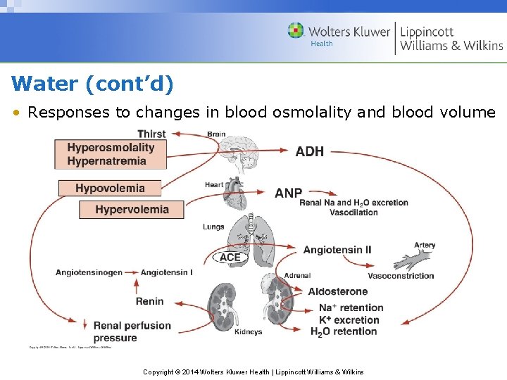 Water (cont’d) • Responses to changes in blood osmolality and blood volume Copyright ©