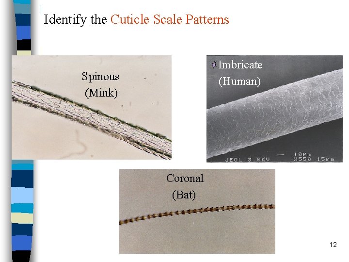 Identify the Cuticle Scale Patterns Imbricate (Human) Spinous (Mink) Coronal (Bat) 12 
