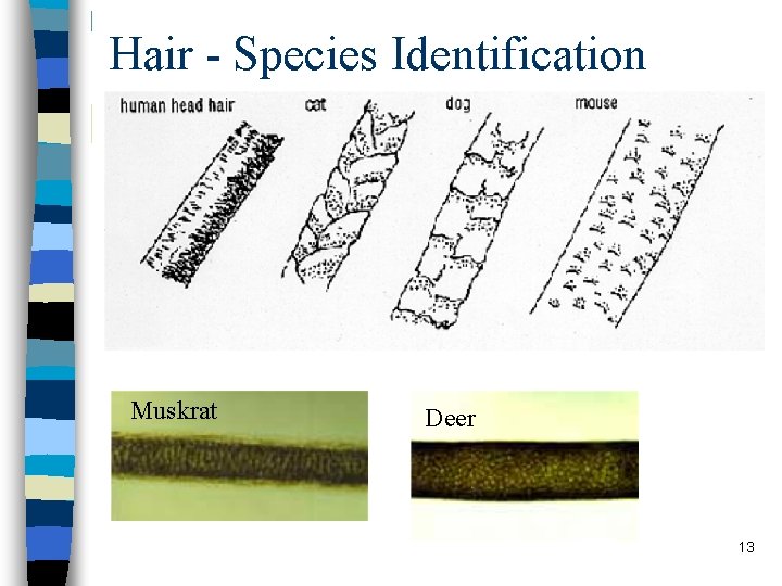Hair - Species Identification Muskrat Deer 13 