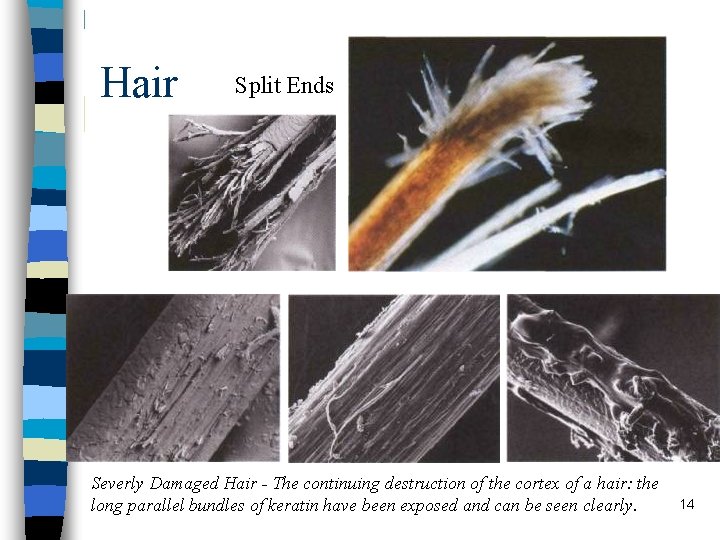 Hair Split Ends Severly Damaged Hair - The continuing destruction of the cortex of