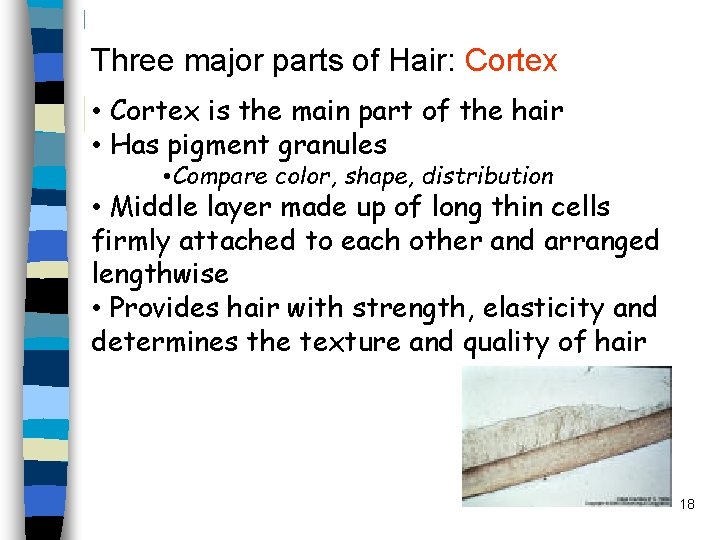 Three major parts of Hair: Cortex • Cortex is the main part of the
