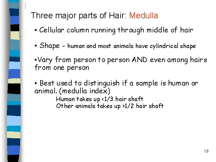 Three major parts of Hair: Medulla • Cellular column running through middle of hair