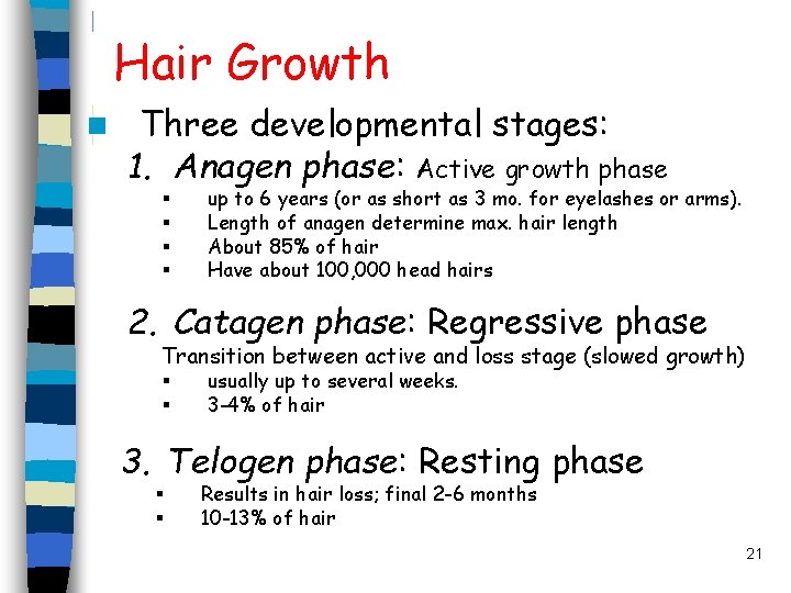 Hair Growth n Three developmental stages: 1. Anagen phase: Active growth phase § §