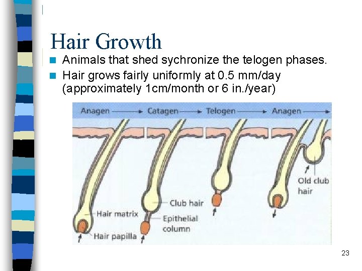 Hair Growth Animals that shed sychronize the telogen phases. n Hair grows fairly uniformly