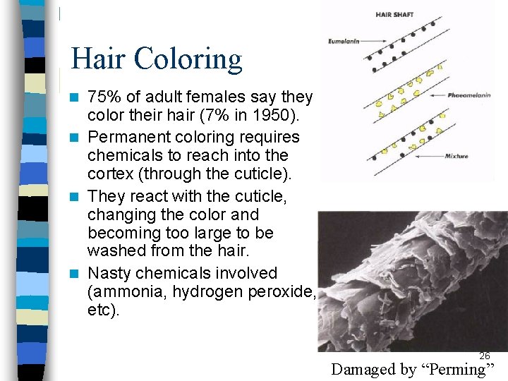 Hair Coloring 75% of adult females say they color their hair (7% in 1950).