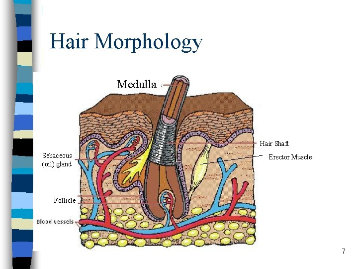 Hair Morphology Medulla Hair Shaft Sebaceous (oil) gland Erector Muscle Follicle 7 