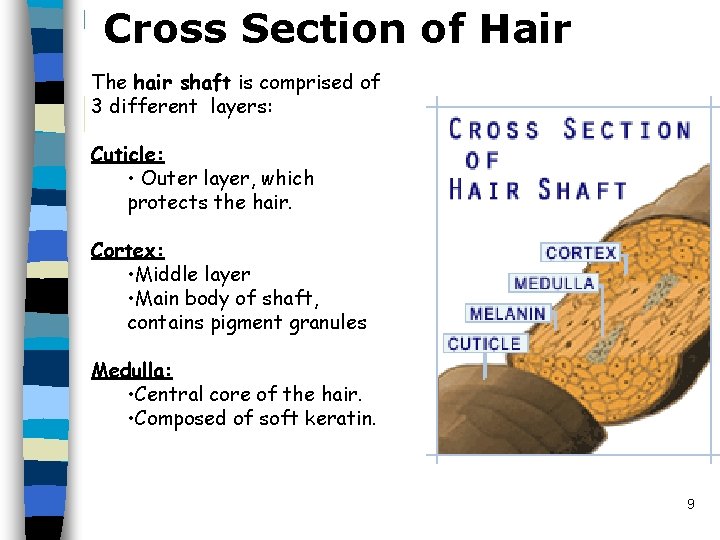 Cross Section of Hair The hair shaft is comprised of 3 different layers: Cuticle: