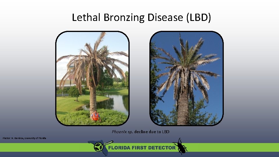 Lethal Bronzing Disease (LBD) Phoenix sp. decline due to LBD Photos: N. Harrison, University