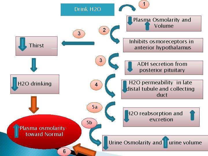 Drink H 2 O 2 3 m 1 Plasma Osmolarity and Volume Inhibits osmoreceptors