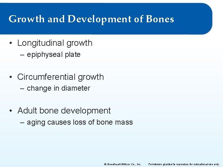 Growth and Development of Bones • Longitudinal growth – epiphyseal plate • Circumferential growth Growth and Development of Bones • Longitudinal growth – epiphyseal plate • Circumferential growth