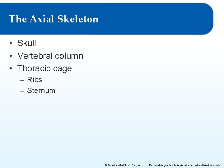 The Axial Skeleton • Skull • Vertebral column • Thoracic cage – Ribs – The Axial Skeleton • Skull • Vertebral column • Thoracic cage – Ribs –