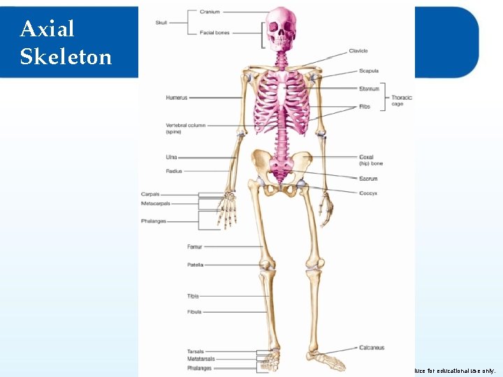 Axial Skeleton © Goodheart-Willcox Co. , Inc. Permission granted to reproduce for educational use Axial Skeleton © Goodheart-Willcox Co. , Inc. Permission granted to reproduce for educational use