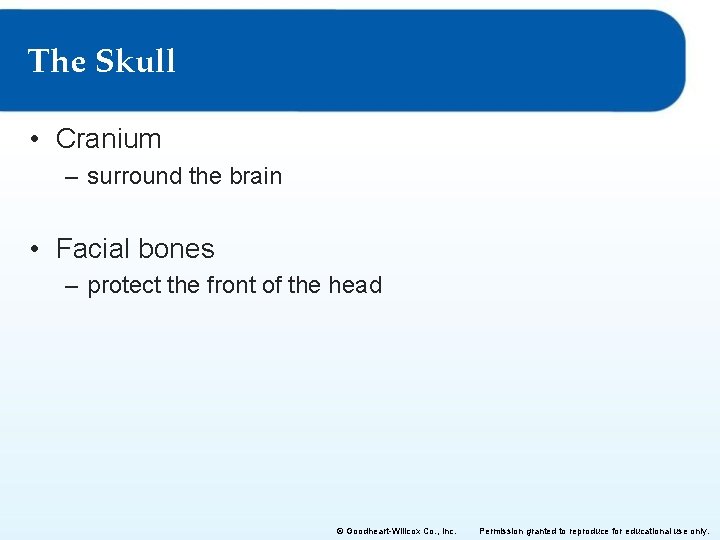 The Skull • Cranium – surround the brain • Facial bones – protect the The Skull • Cranium – surround the brain • Facial bones – protect the
