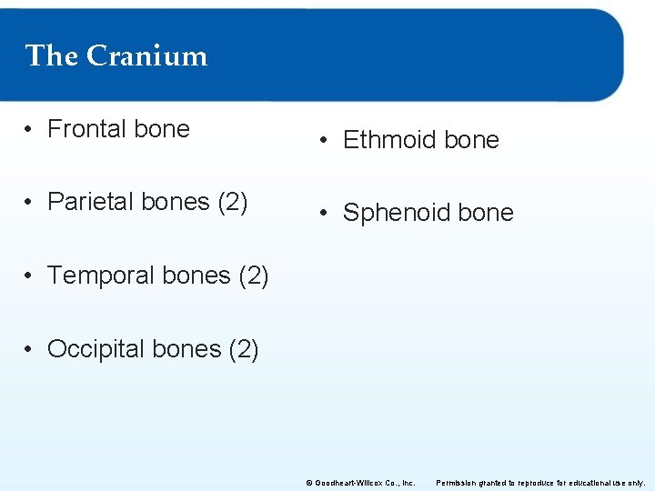 The Cranium • Frontal bone • Ethmoid bone • Parietal bones (2) • Sphenoid The Cranium • Frontal bone • Ethmoid bone • Parietal bones (2) • Sphenoid